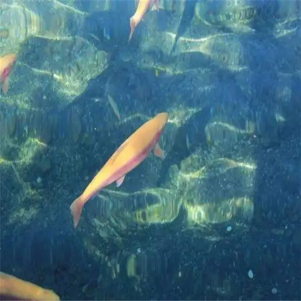 求购金鳟 西双版纳 连云港 衢州江团鱼苗 鸭嘴鱼苗养殖基地