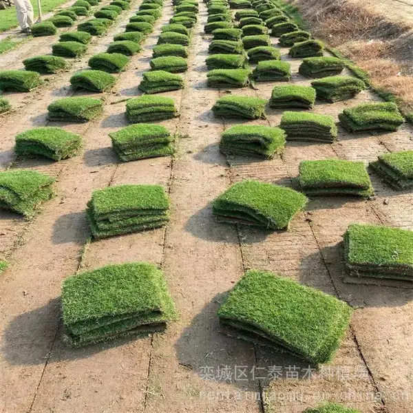 出售剪股颖草坪绿化高羊茅草籽高杆混色翠菊花籽矮生