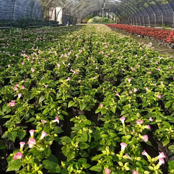 成都矮牵牛花卉苗木批发 矮牵牛苗圃基地 矮牵牛价格优惠 成都草花批发
