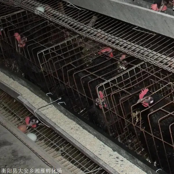多鸡苗量大批发多鸡苗包运输包疫苗