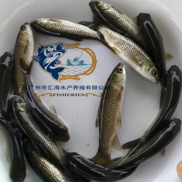 草鱼苗 脆肉鲩鱼苗 金草鱼苗 黑鲩鱼苗 金鲩鱼苗市场供应