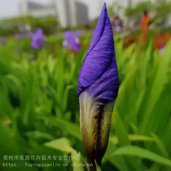 水生鸢尾种植基地，水生鸢尾盆苗，水生鸢尾种植户