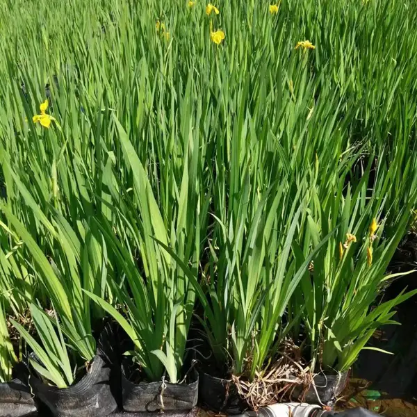 供应晋城黄菖蒲种苗 挺水宿根植物 公园湿地河道绿化