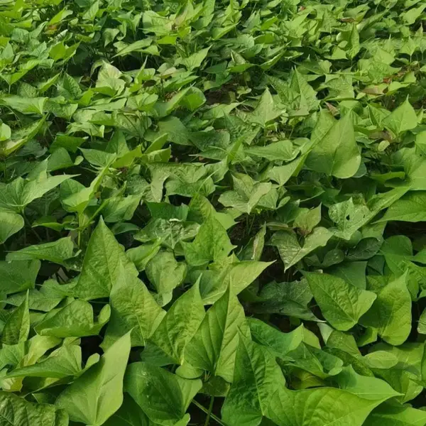 买红薯苗到小马专业种植基地-普薯32西瓜红-薯型好含糖量高