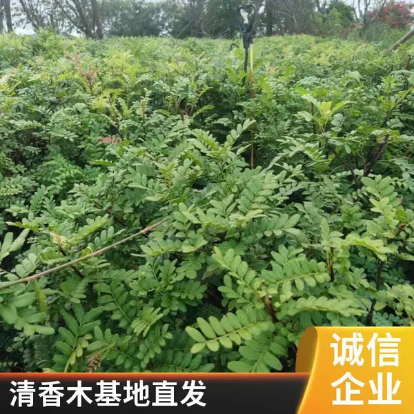 园林景观绿化清香木 盆景种植基地 常绿植物销售 成芳苗圃