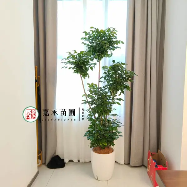 西 安绿植租摆，办公室花卉租赁，30年本地品牌，上千家客户案例