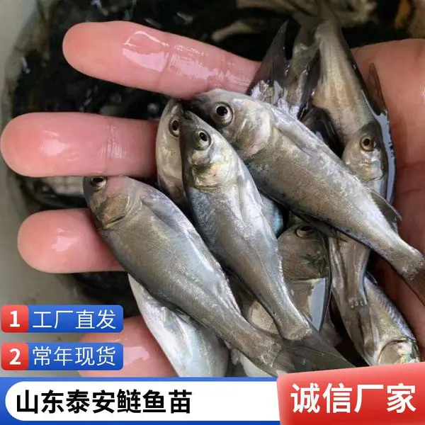 花鲢苗白鲢鱼苗养殖山东泰安本地塘口花鲢鳙鱼苗白鲢鲢鱼苗量大