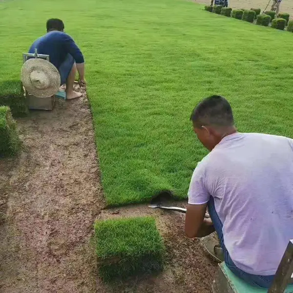 马尼拉草皮 江西抚州小区绿化用的绿化草坪出售价格 基地销售