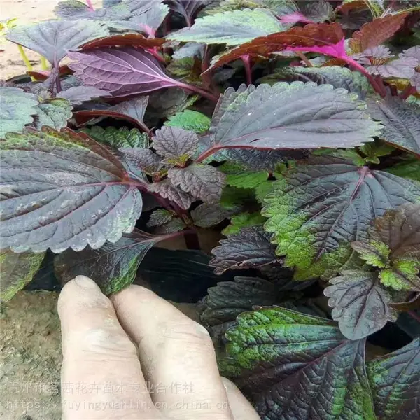 红彩叶，金边彩叶价格，彩叶草有几个颜色