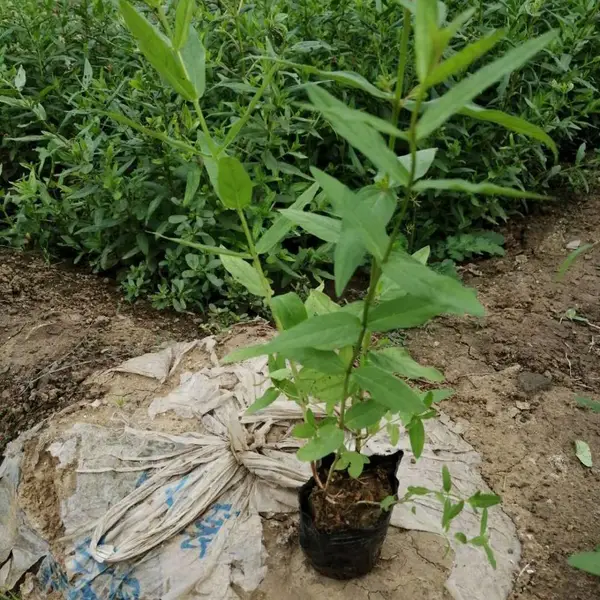 【供应福禄考】【福禄考盆栽苗/地栽苗***格】一年生福禄考北京供应基地