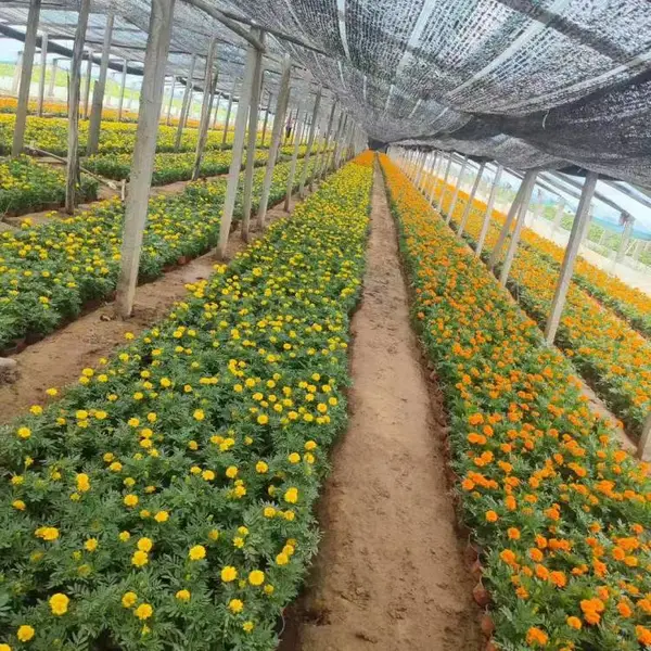 孔雀草成品苗 生长快早开花 公园广场道路绿化带观赏草花 禾林