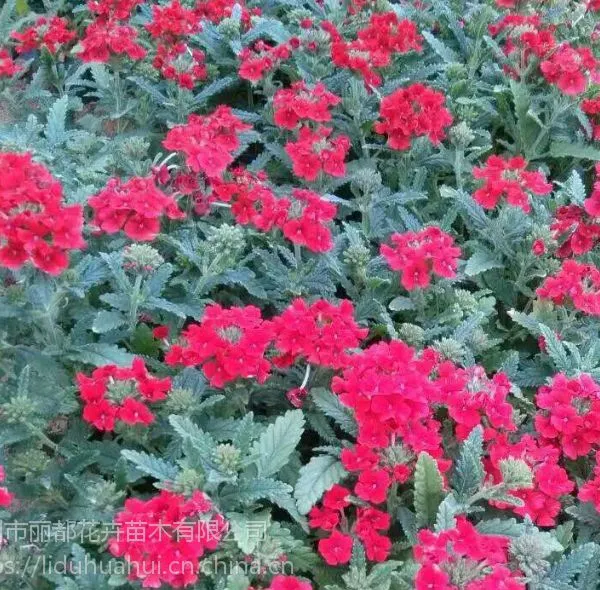 【美女樱批发价格 美女樱批发基地】