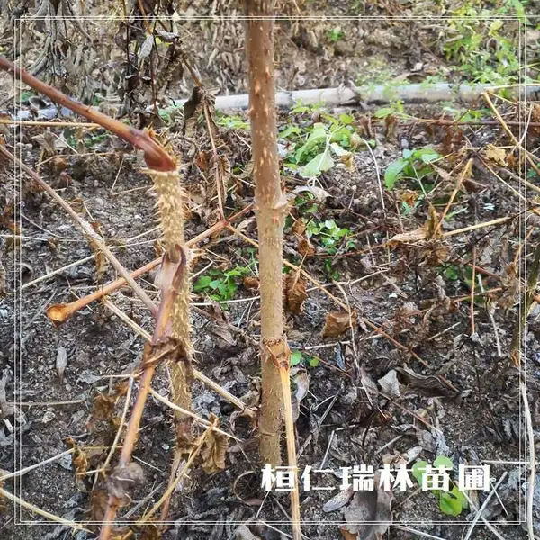 一年生刺嫩芽苗,刺老芽小苗,刺龙芽树苗,自产自销,基地直供