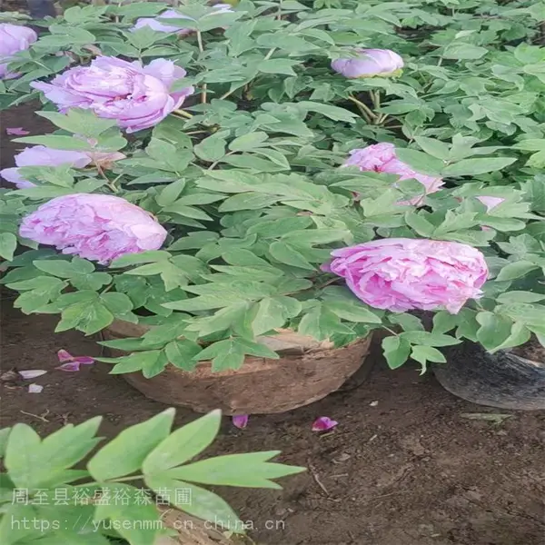 30美植袋盆栽苗包成活 裕盛牡丹苗 花园喜光耐寒耐 8分枝5年苗岛锦牡丹