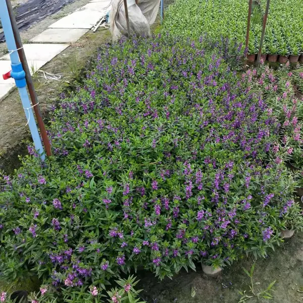 香彩雀 香彩雀杯苗供应 成都香彩雀基地 四川地被草花供应商