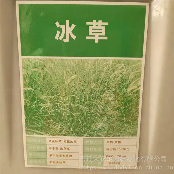 优质新采摘草坪种子 冰草种子 发芽*** 价格便宜 ***