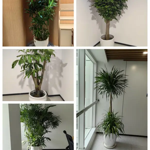 天津花卉租赁 办公楼绿植租摆公司 室内花卉租赁 绿植设计 大型绿植租摆养护服务