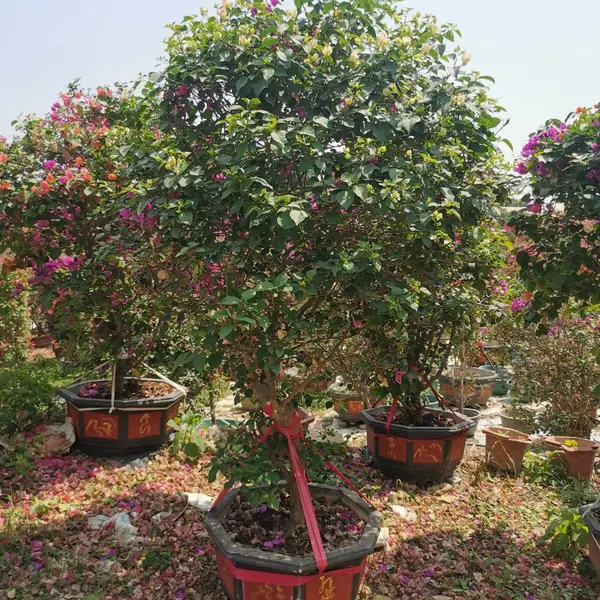 福建三角梅苗价格,多种品种三角梅基地 ,三角梅盆栽养护,三角梅桩头云南三角梅价格
