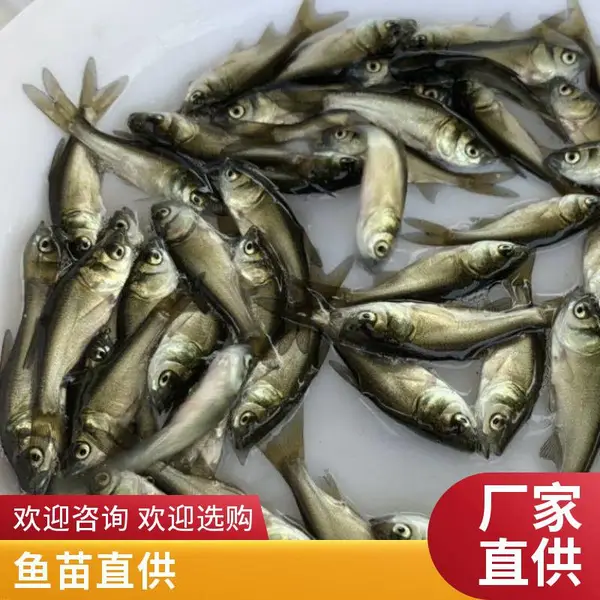 大同朔州黑鱼苗 泥鳅鱼苗 大型养殖场 高标准育苗 鱼苗整齐度高