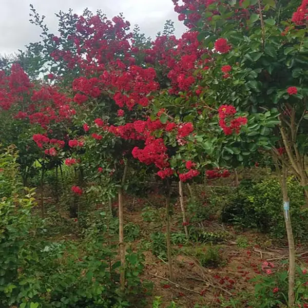 �е���4������ޱ����������