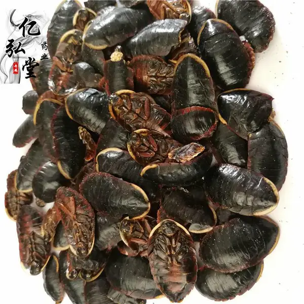 中药材金边土元产地低价批发