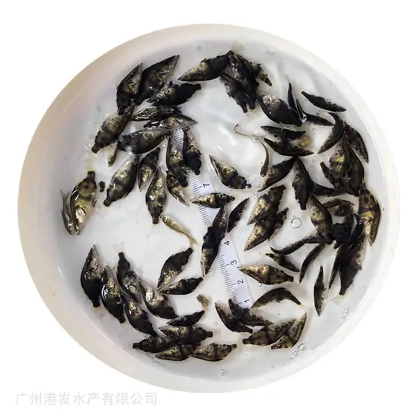 港发鳜鱼苗养殖基地 一手鳜鱼鱼苗出售 桂花鱼苗塘口直发 运输包活