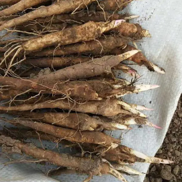 赤芍苗自产自销基地一手货源