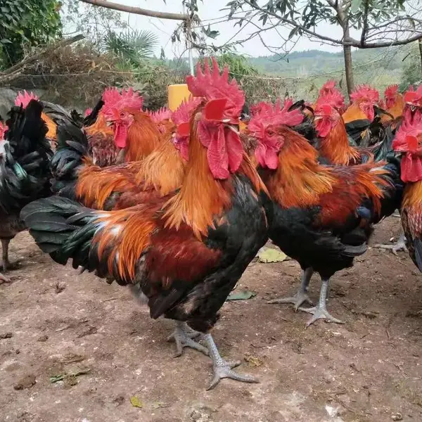 黑曜鸡苗批发 黑腿公鸡的价格 黑曜鸡苗供应 纯种黑曜鸡苗厂家