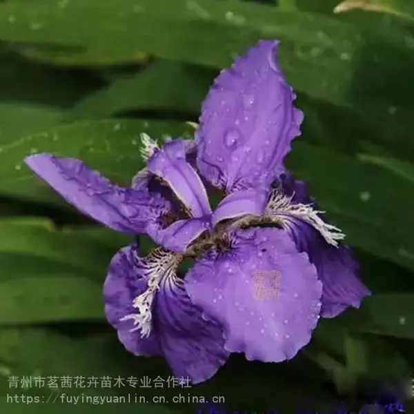 基地供应红花鸢尾，红花鸢尾育苗基地，茗茜花卉基地