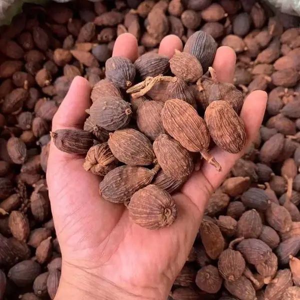 草果大草果仁 草豆蔻调味香料 火锅底料香辛料 草果粉现磨