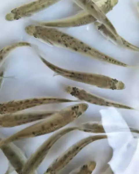 白蕉鲈鱼苗大量出售 成活率高 病害少 生长速度快 空运全国