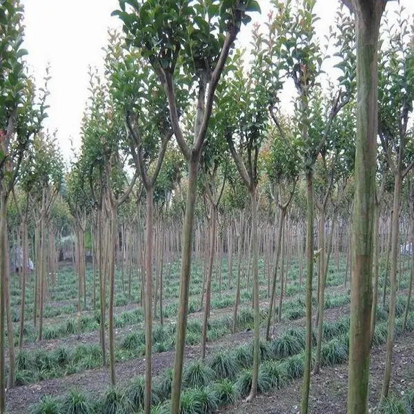 紫薇树苗百日红壮苗绿化苗红火箭红火球紫薇小苗