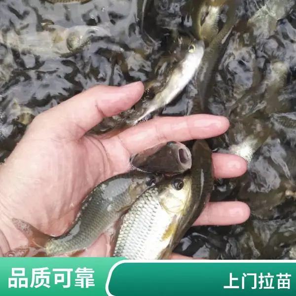 吕梁晋中鱼苗养殖场直销草鱼苗鲤鱼苗水库放养好选择