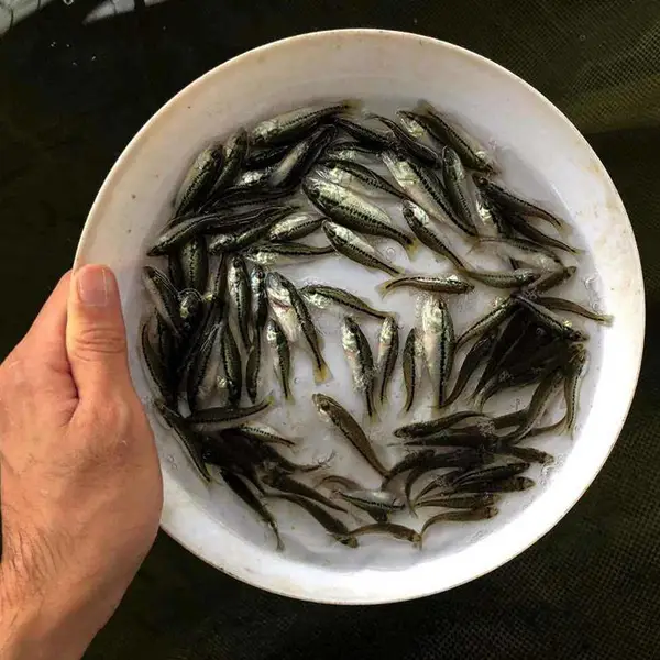 供应现季鲈鱼苗 大口黑鲈鱼苗 循化池养殖鲈鱼苗 提供质优加州鲈鱼苗 成活率高鲈鱼苗
