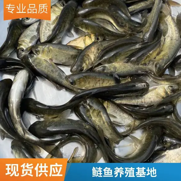 本地花鲢苗白鲢鱼苗养殖场山东泰安场区直发花鲢鳙鱼苗白鲢鲢鱼苗