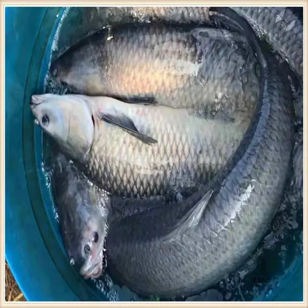 正宗黑鲩鱼苗 脆肉鲩鱼苗 光倒刺鲃鱼苗质量保障