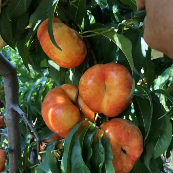 山东哪里有桃树小苗 桃树小苗价格 桃树苗种植基地