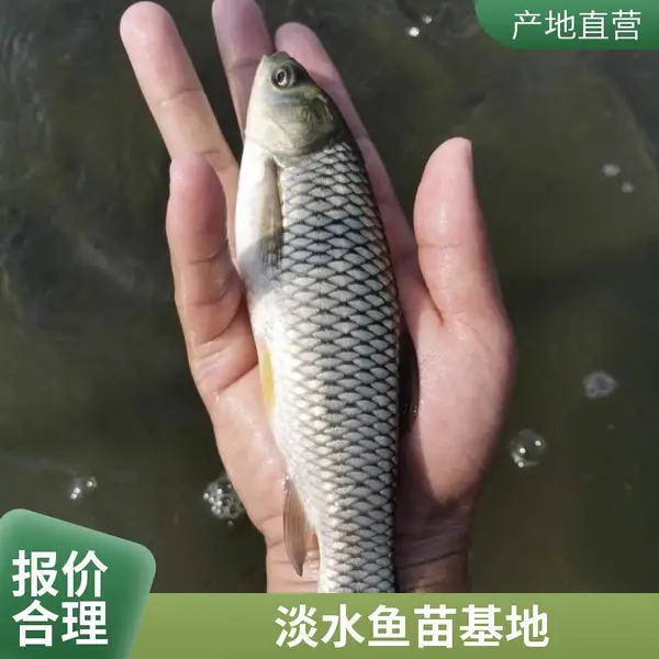 山西吕梁晋中草鱼苗鲤鱼鱼苗鱼种养殖场统货和分规格都有