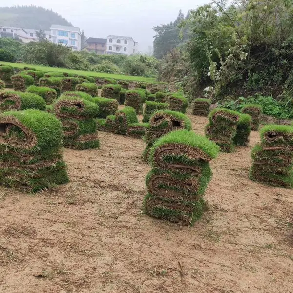广西南宁 马尼拉草皮 草皮种类出售价格 基地出售