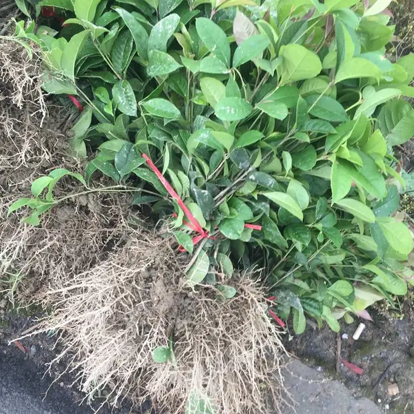 �ļ��� �����ϲ������̵��̻��õ�Ǥ��С��***�� �ͼ�����