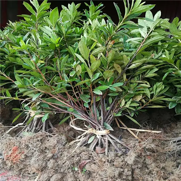 江西上饶杜鹃杯苗价格诚信承诺
