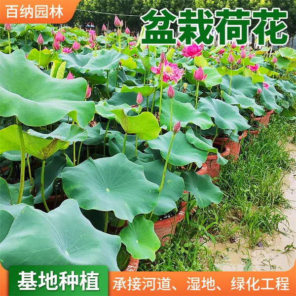 基地供应荷花苗 湿地荷花苗 荷花 精品荷花种藕苗 开花量大观赏性强