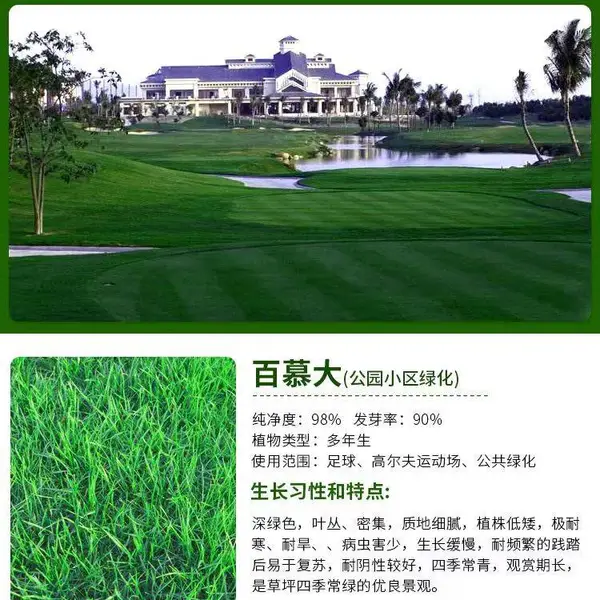 湖北孝感常青草种草籽经销商批发运动场草籽草种籽