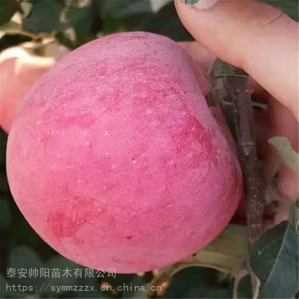 ��ţƻ������ ˧����ľ ��ľһ��ƻ������ �۴�ƻ������ ���ͻ���