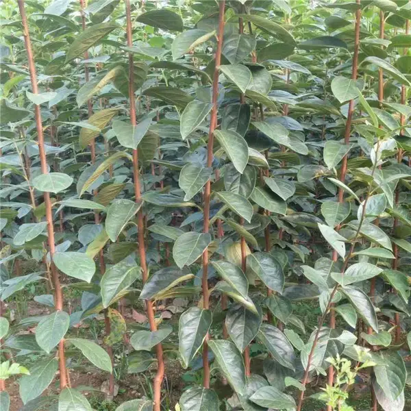 柿子树苗 柿子树小苗 脆甜柿子苗 技术指导种植柿子苗