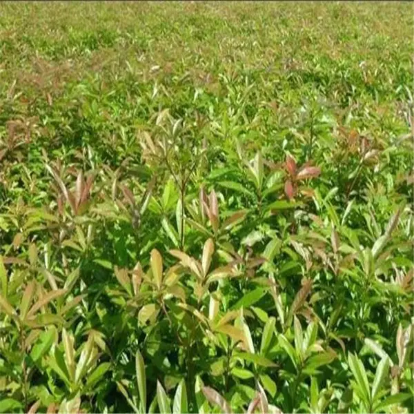 地径1公分木荷苗 高100公分木荷小苗 颗球饱满