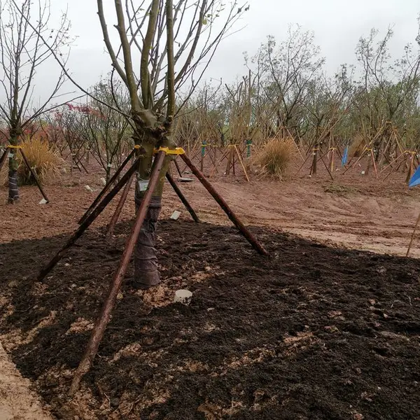 南充腐殖土轻质土营养土草炭土通用型大包装批发