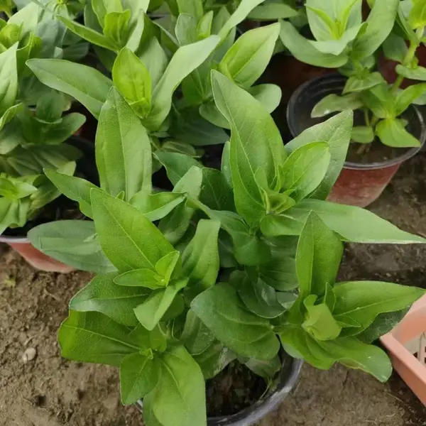 百日草花卉种植基地 巴蜀园艺城镇绿化美化用花台种植