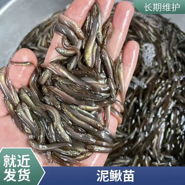 港发水产 精品泥鳅苗 本地泥鳅寸苗 泥鳅水花苗 提供各种鱼苗