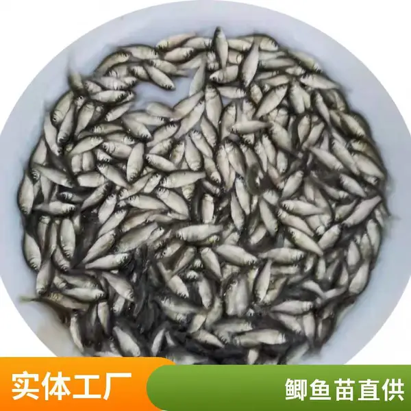 鲫鱼苗基地 港发水产 专业淡水鱼养殖 喂养成本低 生长迅速